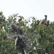 A White-backed Vulture pair perched by their treetop nest.