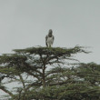 A Martial Eagle perched atop a tree.