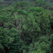 An aerial view of a dense rainforest