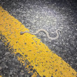 A young Great Basin rattlesnake on a road at night.
