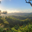 A sunlit rainforest landscape in Puerto Rico.