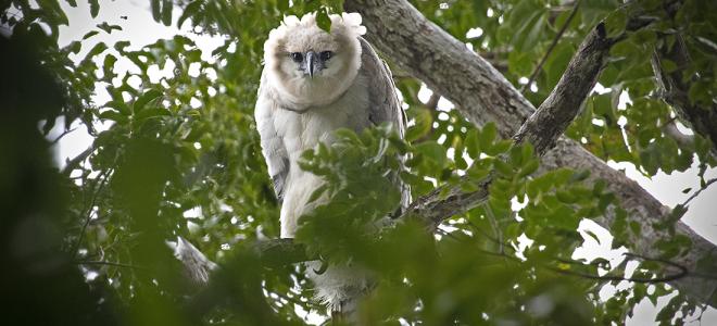 American Harpy Eagle Vulture Bird Iron on Patch Harpia Harpyja Raptor Rain  Forest -  Canada