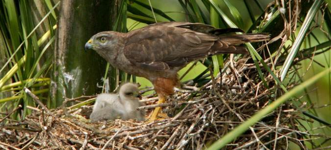 An adult Ridgway's Hawk stands over a fuzzy nestling in the nest