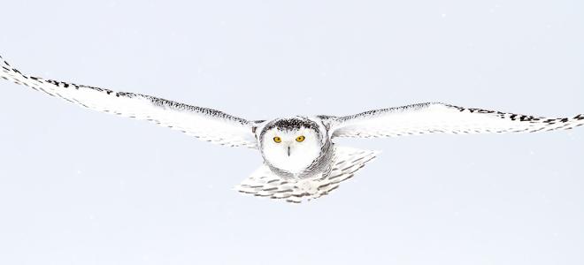 snowy owl flying