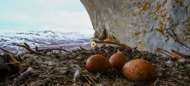 Three mottled brown Gyrfalcon eggs rest on a nest on a cliff overlooking snowy Alaskan terrain