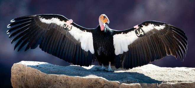 California Condor standing with wings spread