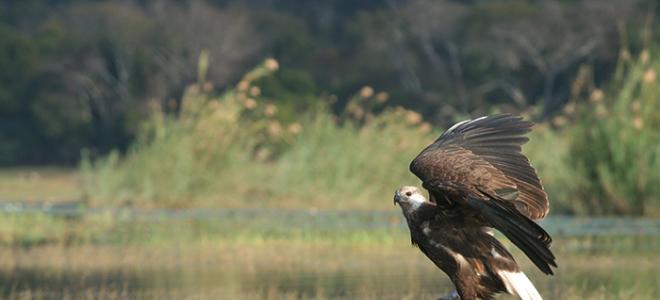 A Madagascar Fish-eagle perches at the edge of a lake