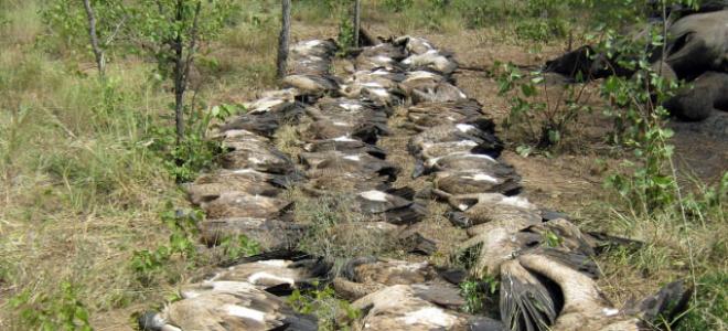 Rows of dead White-backed Vultures that were poisoned at an elephant carcass