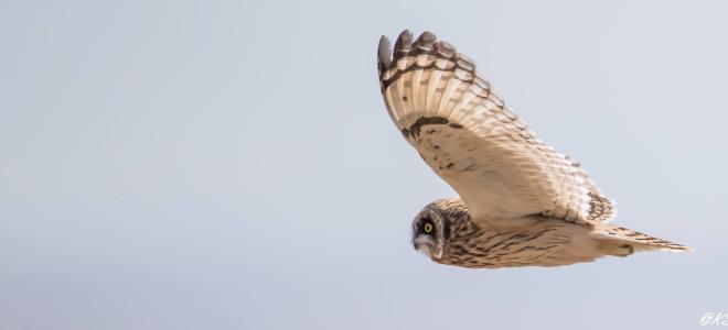 A Short-eared Owl flies from the right to the left side of the photo with a blue sky background.