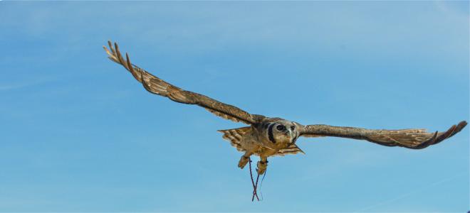 Oliver in flight