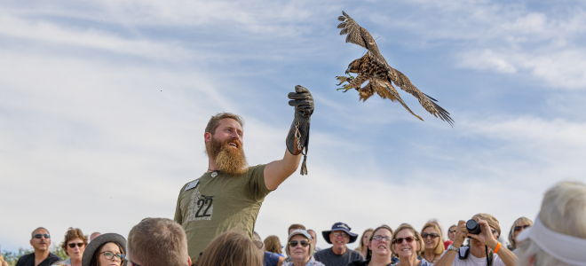 Finn the Red-tailed Hawk lands on his trainer's glove during Fall Flights