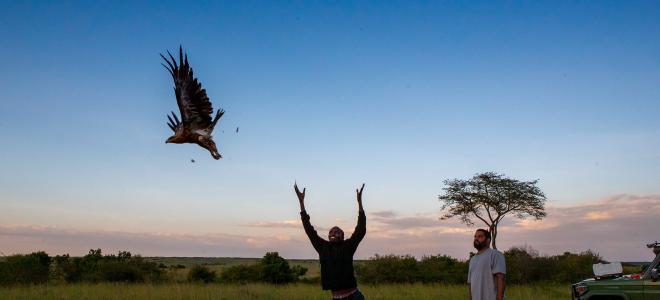 Two biologists releasing an eagle at dawn