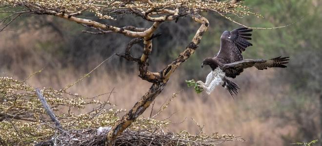 Martial Eagle arriving at nest
