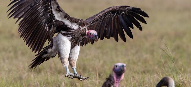 Lappet-faced Vulture landing