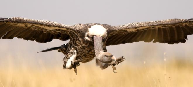 Close up of vulture landing with wings outspread