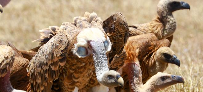 Ruppell's Vulture standing over a carcass