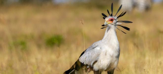 Secretarybird standing in grassland