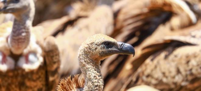 Close up of White-backed Vulture at feeding site