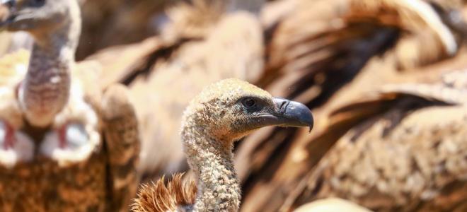 African Vultures  The Peregrine Fund