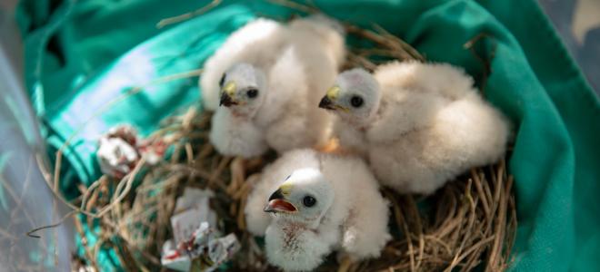 Three nestling Puerto Rican Sharp-shinned Hawks being reared