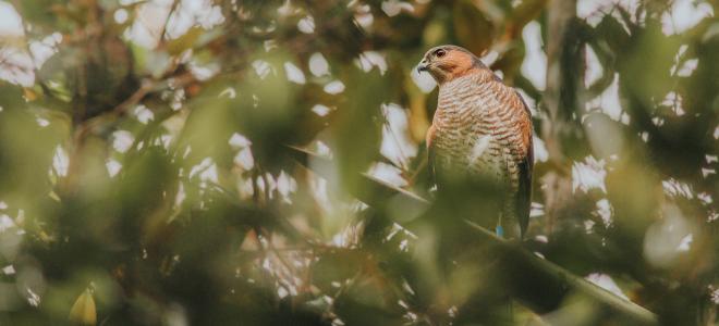 Adult Puerto Rican Sharp-shinned Hawk perched