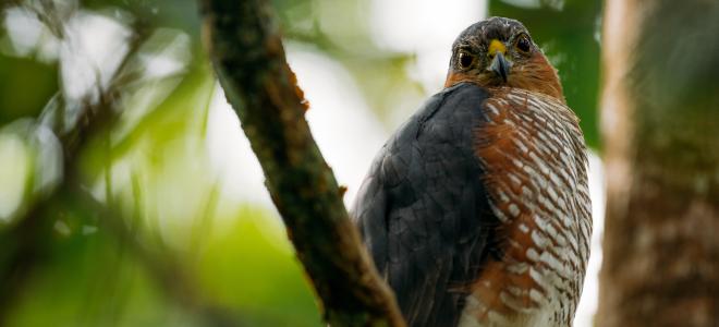 Puerto Rican Sharp Shinned Hawk in a tree