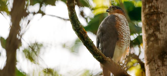 Adult Puerto Rican Sharp-shinned Hawk perched on a vine