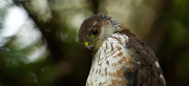 Juvenile Male Puerto Rican Sharp-shinned Hawk