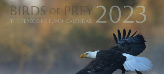 2023 Birds of Prey Calendar Cover photo, with Bald Eagle flying over a river with fish in its talons