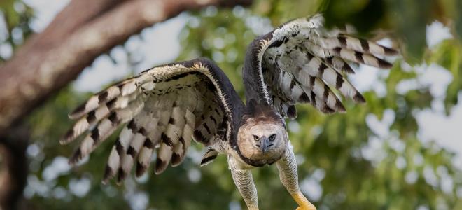 A Harpy Eagle takes off from a tree branch to soar through the jungle