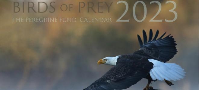 2023 Birds of Prey Calendar cover photo featuring bald eagle flying over a lake with fish in its talons