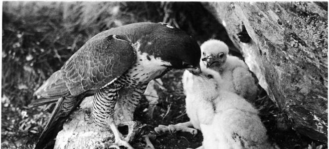 Peregrine Falcon feeding nestlings