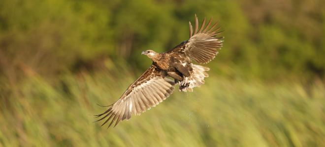 Madagascar Fish Eagle flying over river with a grassy area in the background