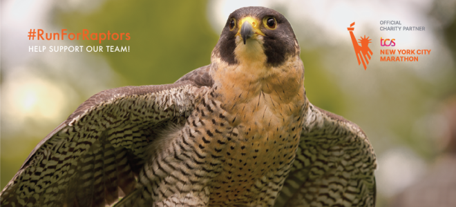 A Peregrine Falcon with its focus on something in the distance, spreads its wings in preparation to fly.