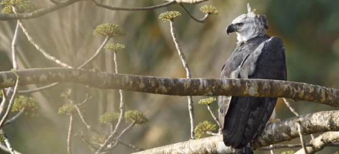 A Harpy Eagle perched in a tree.