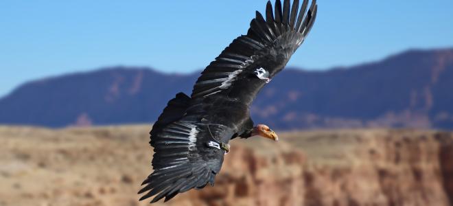 The Massachusetts Birds of Prey Rehab Facility: Offering a second