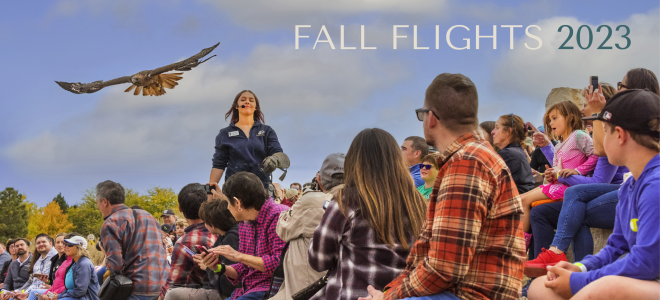 A crowd watches a hawk fly over their heads in an outdoor amphitheater as the hawks handler is in the background.