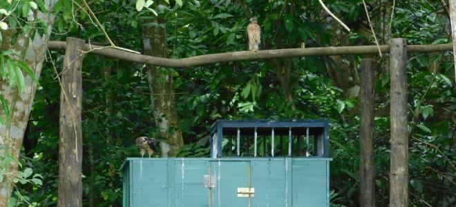 newly-released_young_ridgways_hawks_enjoying_a_meal_or_just_relaxing_on_the_release_tower_in_aniana_vargas_np_1_1