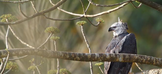 Harpy Eagle perched