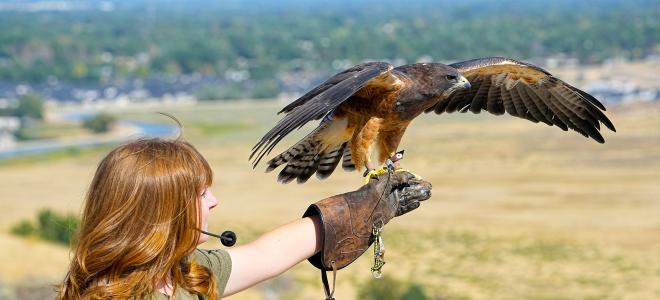 Red-tailed Hawk  The Peregrine Fund