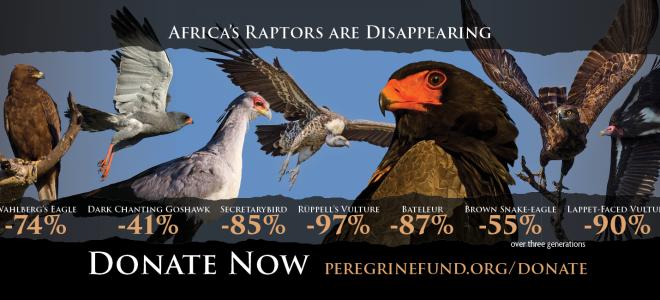 A photo collage showing the declining raptors featured in our study. They are, from left to right, Whalberg's Eagle, Dark Chanting Goshawk, Secretarybird, Rüppell's Vulture, Bateleur, Brown Snake-Eagle, and Lappett Faced Vulture.