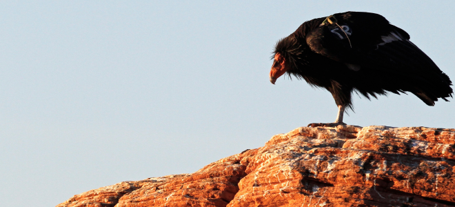 California Condor perched on a red rock cliff, looking down.