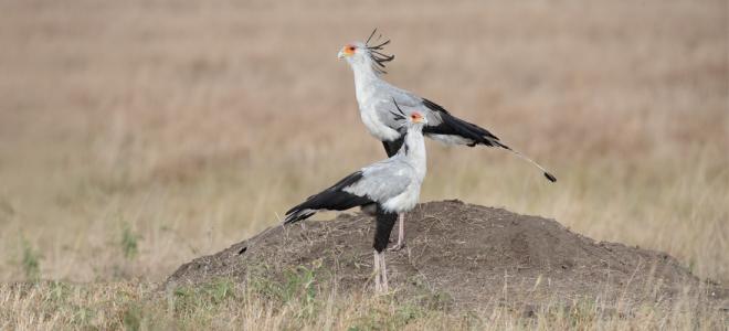 Two Secretarybirds standing on a mound of dirt