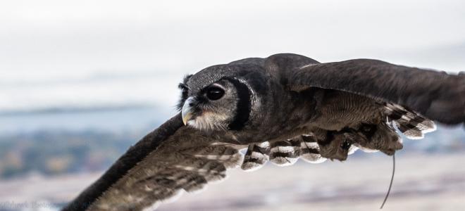 A Verreaux's Eagle-owl flies over a snowy landscape at the World Center for Birds of Prey