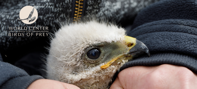 A closeup photo of a Gyrfalcon nestling being held in a persons hands