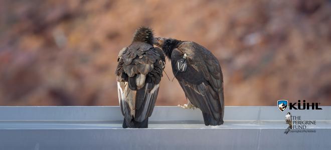 Two California Condors perched on a support beam on Navajo Bridge