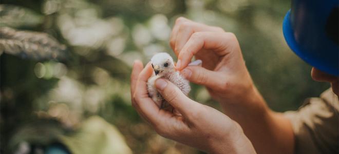 A closeup of a downy young hawk nestling being examined by a biologist