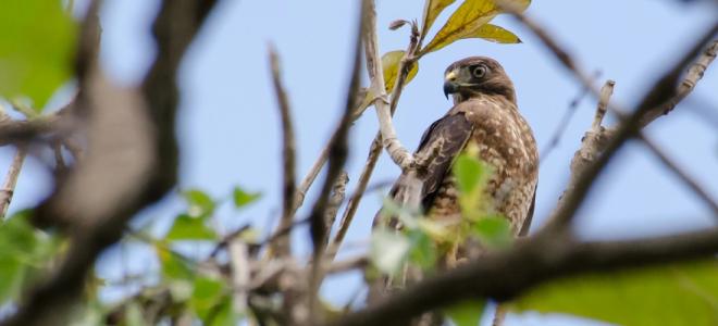 A Puerto Rican Broad-winged Hawk perched in a tree
