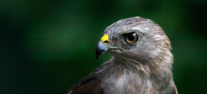 A closeup of the head of a Ridgway's Hawk in front of dark green vegetation