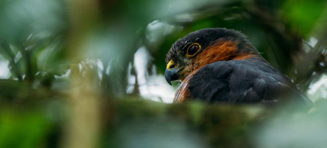 A closeup of a Puerto Rican Sharp-shinned Hawk's head seen through dense foliage